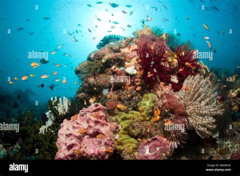 coral reef raja ampat west papua indonesia stock photo alamy