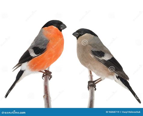 Male and female bullfinch stock image. Image of female - 96868719