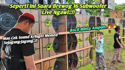 Akhirnya Brewog Di Bunyikan Seperti Ini Suara Brewog 16 Subwoofer