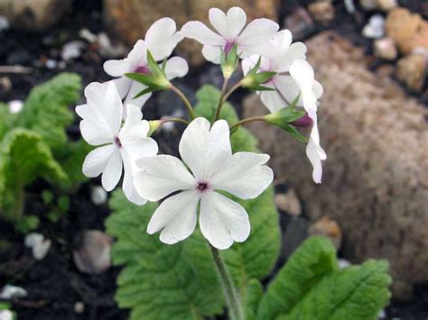 Примула многолетняя садовая: посадка и уход, особенности растения