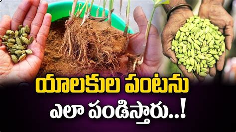 How to Grow Elaichi Crop యలకల పటన ఎల పడసతర Nt18Farmer