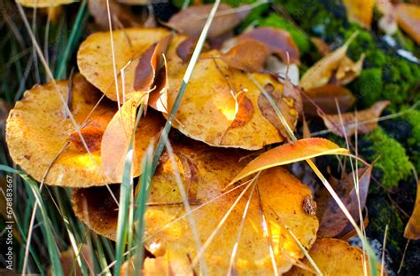 Kuehneromyces Mutabilis Variable Puffoma Mushroom On A Tree Branch In