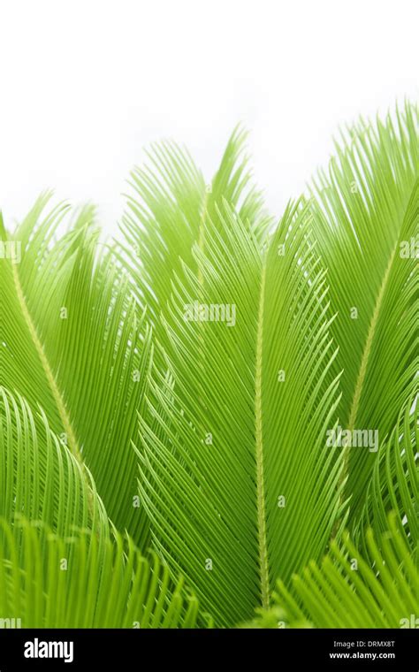 Cycas hi-res stock photography and images - Alamy