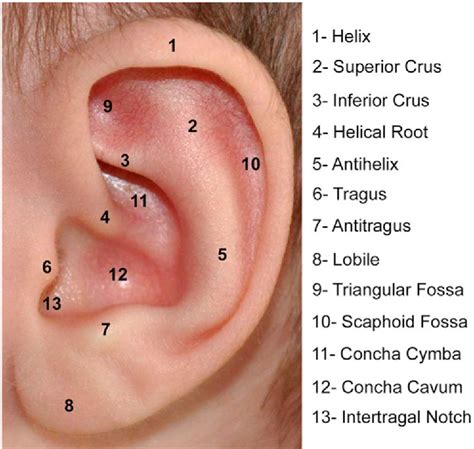 Figure 1 From Microtia Reconstruction Semantic Scholar