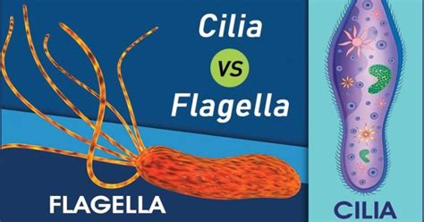 Cilia Vs Flagella Definition And 19 Major Differences