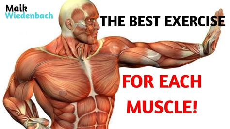 The Best Exercises For Each Muscle Youtube