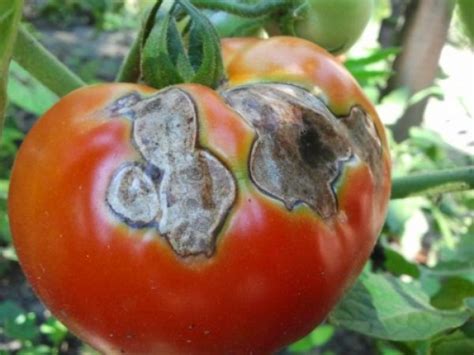 Podredumbre Gris En Los Tomates Qu Tratar Marr N Y Blanco Pudrici N