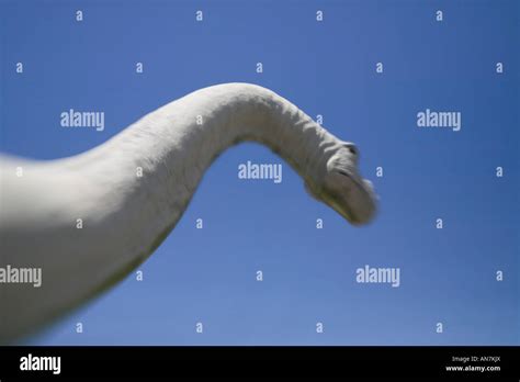 Cuello Largo Dinosaurio Fotografías E Imágenes De Alta Resolución Alamy