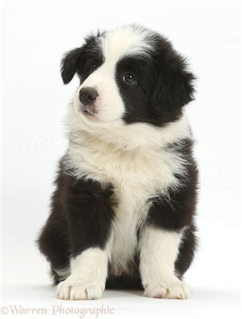 Dog: Black-and-white Border Collie puppy photo WP41816