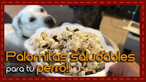 Las Palomitas De Maíz Son Malas Para Tu Perro