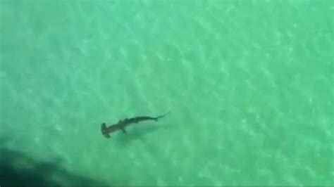 Shark Video Florida Hammerhead Uncomfortably Close Heading Right To