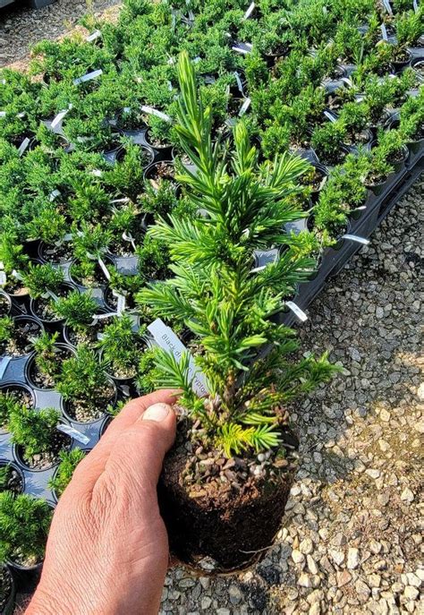 Black Dragon Cryptomeria Japanese Cedar New Life Nursery