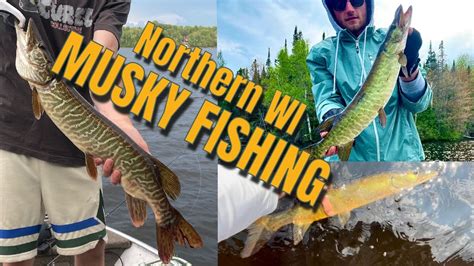 Northern Wisconsin Musky Fishing Beautiful Tiger Musky Caught More