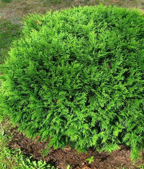 THUJA TUJA HOSERI W DONICY Drzewka Faworytka Pl