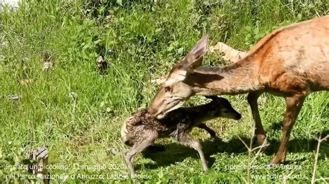 Abruzzo Cerbiatto Nasce In Un Giardino A Pochi Metri Da Una Casa Il