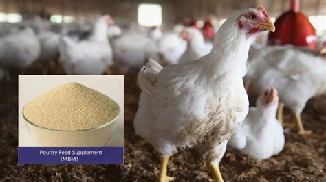 poultry feed supplement meat  bone meal  broiler performance