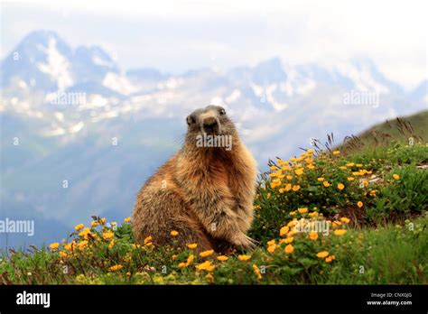 Marmots switzerland hi-res stock photography and images - Alamy