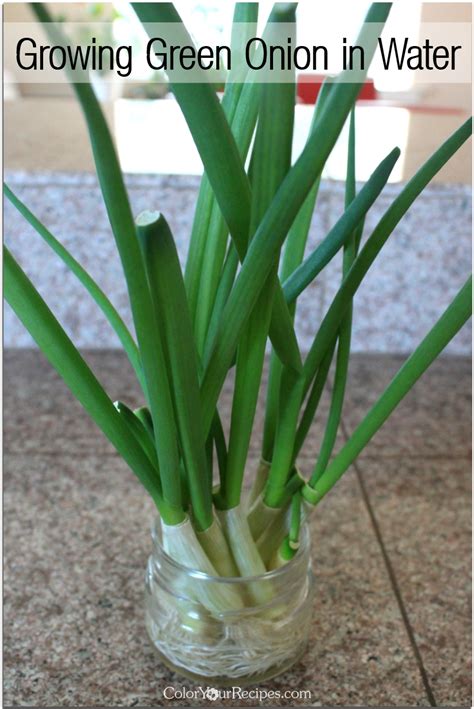 Growing Green Onion In Water