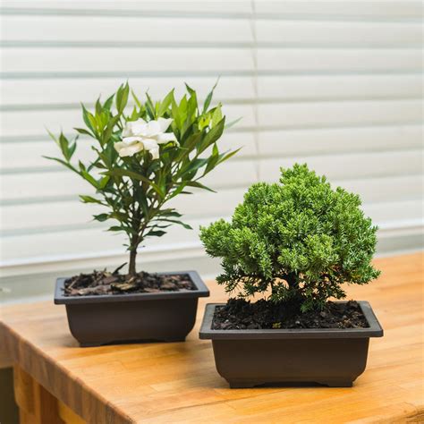 Buy Bonsai Tree Kit for Sale | Soil + Fertilizer Included | Perfect Plants