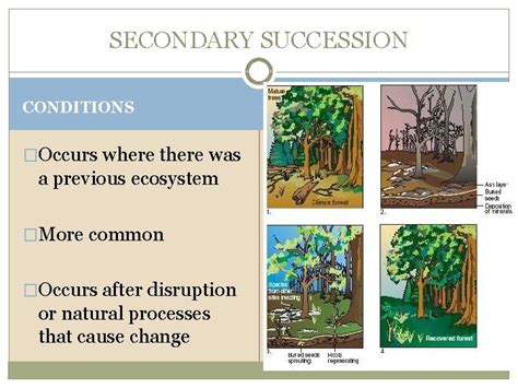 Ecological Succession How Do Ecosystems Change Over Time