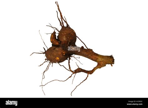 La mandioca yuca tubérculo Manihot esculenta Fotografía de stock Alamy