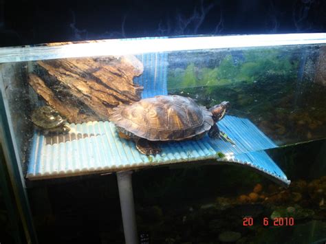 кормление красноухих черепах