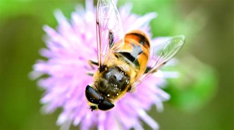 Hoverflies: Beneficial Insect for Aphid Control