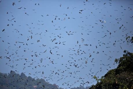 AMUR FALCONS FALCO AMURENSIS FLY OVER Editorial Stock Photo Stock