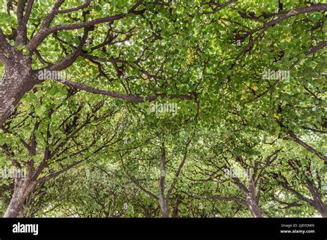 Bosque densamente cultivado con verdes copas de los árboles en verano