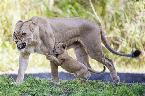 mama lion protecting her cub : r/AnimalsBeingMoms