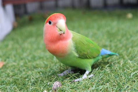 コザクラインコってどんな鳥飼う際の注意点は