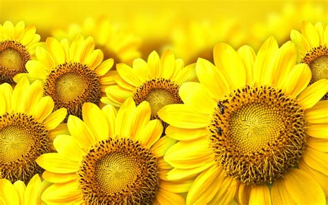 Girasoles Amarillos Fondos De Pantalla HD Wallpapers HD