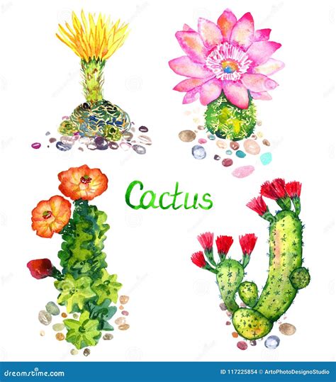 Raccolta Di Fioritura Delle Piante Del Cactus Su Fondo Bianco