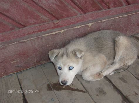 Chiots Nordiques Des Nouvelles De Kawawachikamach