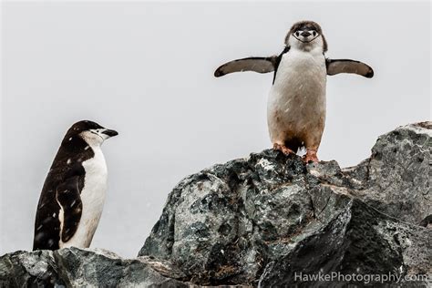 Antarctica Wildlife | Hawke Photography