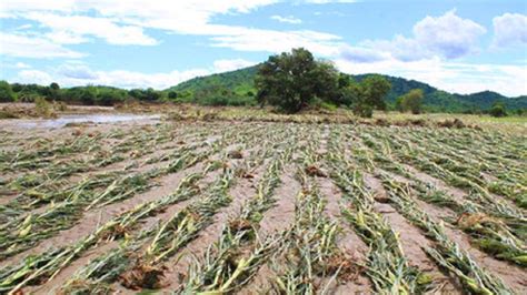 El Niño Costero Pérdidas Para El Agro Y La Ganadería Superan Los S