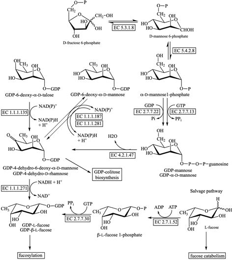 GDP-L-fucose