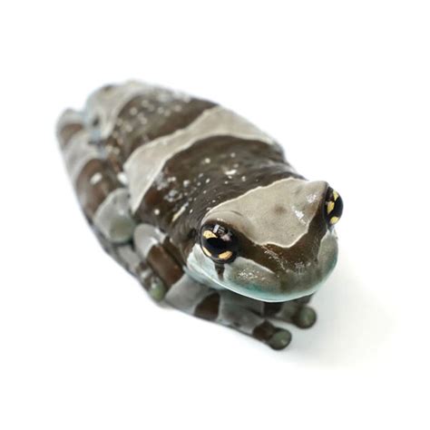 Amazon Milk Frog for sale - Exotic Reptiles Store