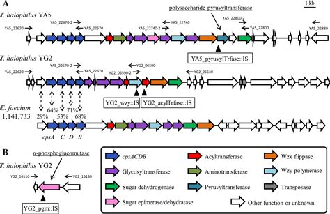 Identification Of Capsular Polysaccharide Synthesis Loci Determining