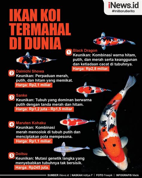 Infografis Ikan Koi Termahal Di Dunia