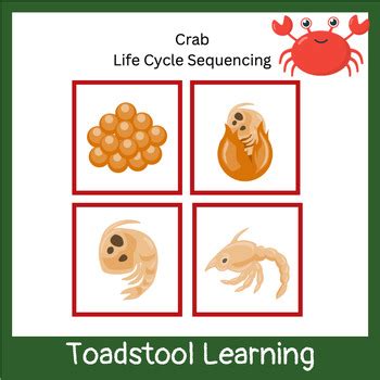 Lifecycle Sequence Cards Crab By Toadstool Learning Tpt