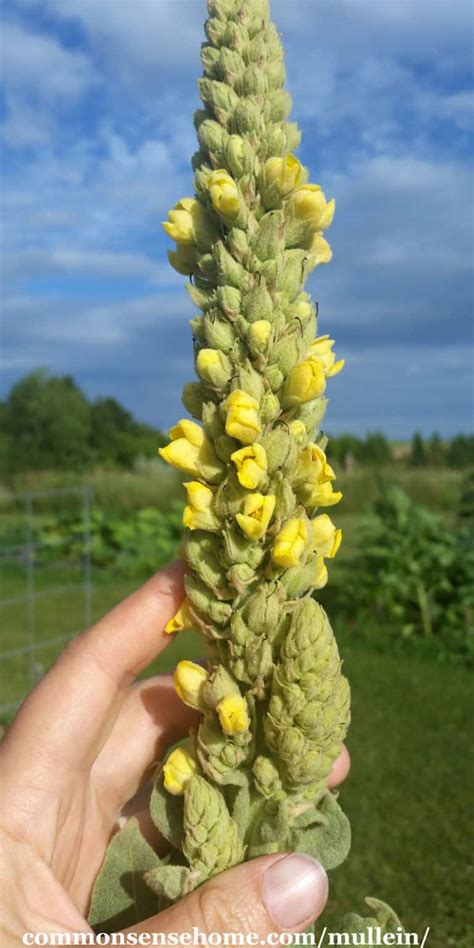 Mullein Plant - Benefits and Uses of the Gentle Giant