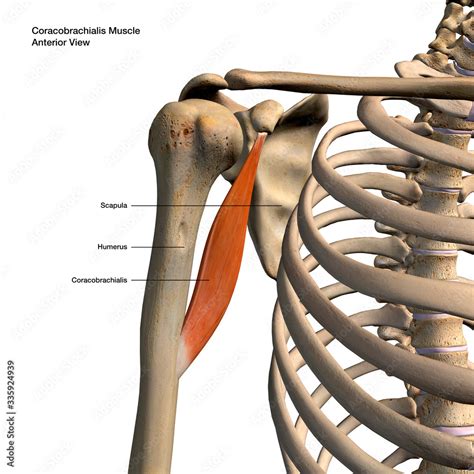 Coracobrachialis Muscle Isolated in Anterior View Labeled Anatomy on White Background Stock ...