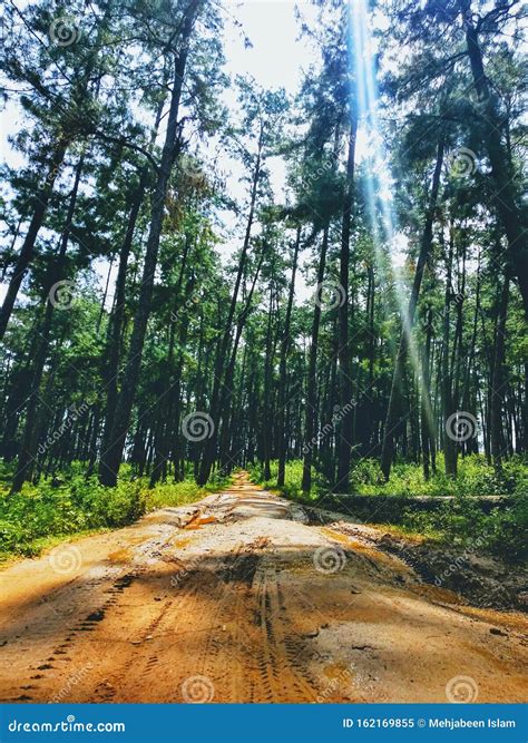 Pine Forest and a Muddy Road at Daringbadi, Orissa Stock Image - Image ...