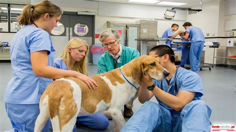 Mejores Universidades Donde Estudiar Veterinaria En Usa