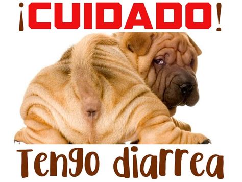 【tipos De Diarrea En Perros】