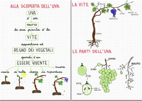 Materiali Di Scienze Classi Prima E Seconda La Finestra Sull Albero