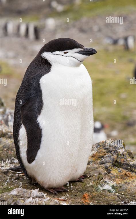 A Chinstrap Penguin, Pygoscelis antarctica, at Hannah Point on Stock ...