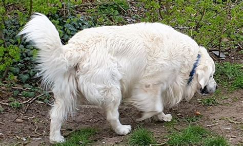 Great Pyrenees Traits Temperament And Training