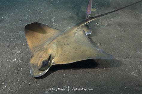 Common Eagle Ray Myliobatis Aquila